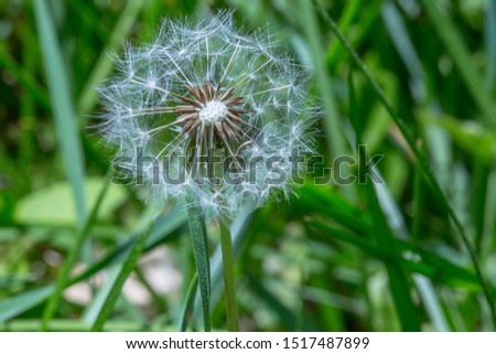 Dandelion in Grass Soft White Puffball Grant Wishes Resilient Flowers Children Play Summer Nature Green 