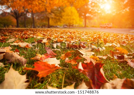 Yellow, orange and red autumn leaves in beautiful fall park. Royalty-Free Stock Photo #151748876