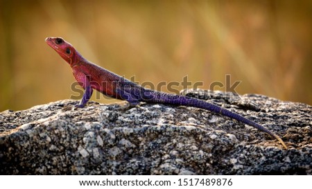 Mwanza flat-headed rock agama, aka spiderman agama, Northern Serengeti National Park, Tanzania