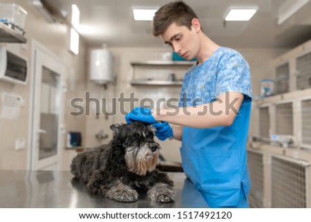 Young veterinarian technician check his patient ears. Dog ear check in vet clinic
