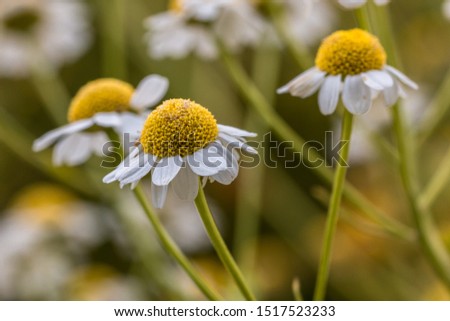 White and yellow flowers in the middle of the wildflower meadow Royalty-Free Stock Photo #1517523233