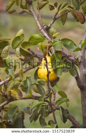 The ripe pear growing on the branch of tree in the autumn fruit garden