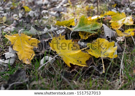 yellow leaves fallen from trees on the ground. Autumn has arrived. Autumn signs. Autumn is here