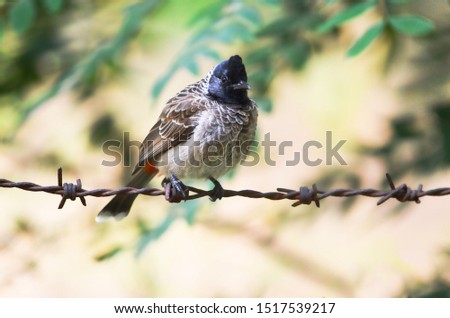 Red whiskered bulbul seating on fence