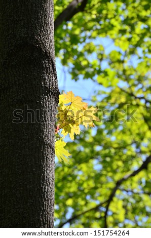 Yellow maple leaves found in spring forest. This yellow leaves' bunch looks unusually, against the green spring crown