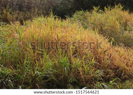 Dry grass in the autumn in the meadow. Orange grass in autumn, in September. Sunlight illuminates dry grass. Fall meadow in autumn on the Berezina river.