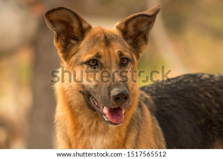 Pastor Alemão. German Shepherd Dog.