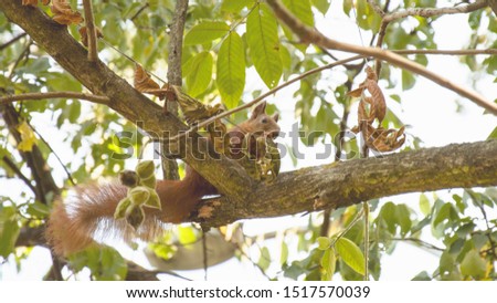 Squirrel, rodent, animal, red squirrel, nut lover, forest animal, furry, ice age, forest, nature, animal world, nuts, park, tourism, summer, autumn