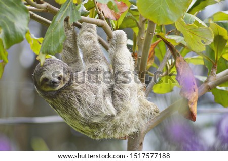 Sighting of a beautiful young adult sloth, grey and white, three toed sloth playing in lush green trees in Costa iRica, Central America, Amazon, Amazonia  Royalty-Free Stock Photo #1517577188