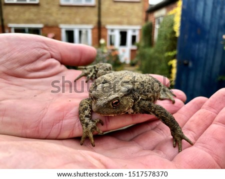 Common toad sitting in hands