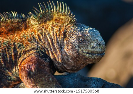 Close up detail of marine iguana skin in the Galapagos Islands Ecuador