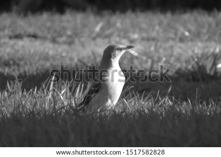 B&W Mockingbird standing in grass