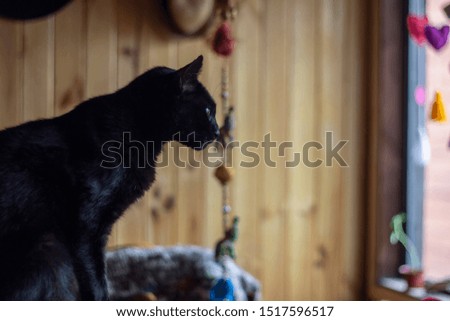 Black cat, with green eyes, looking at the window