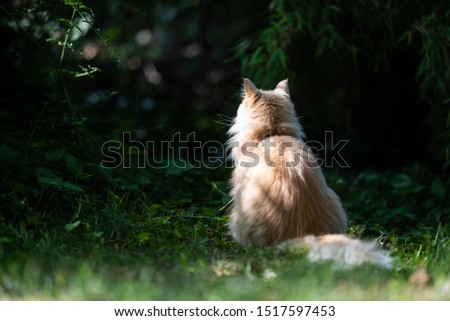 rear view of a cream tabby ginger maine coon cat sitting in front of bushes looking into on a sunny day