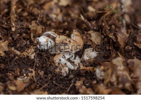 Autumn mushroom. Nature backgrounds photo