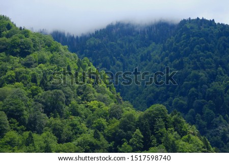 Forests of Ayder hills in a sunny day.