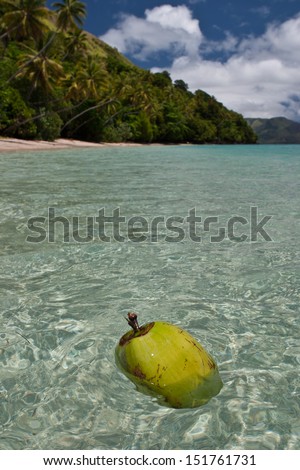 A fallen coconut drifts onto a remote beach on Kadavu Island in Fiji.  Coconut palms are prevalent throughout Oceania since they easily drift long distances before germinating.