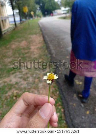 closeup picture of sunflower being held