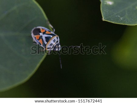 Orange, Black and White insect