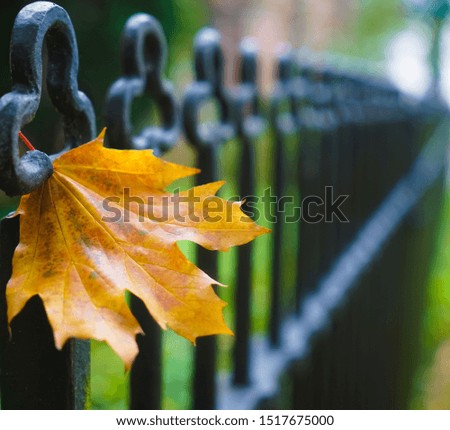 Golden autumn landscape concept. one Yellow autumn maple leave in the metal black decorative fence close up.