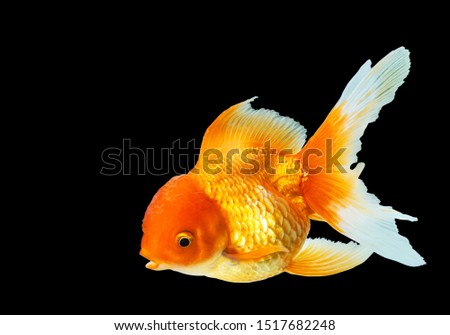 Motion and movement of Goldfish (carassius auratus) oranda jelly fish head isolated on black background 