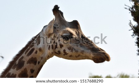 photos of wild animals and giraffes