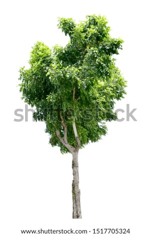Tree green leaves. Isolated on white background. (clipping path)