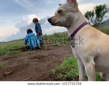 Chihuahua dog enjoying being outside. Two boy brothers playing outside in the dirt. Tapalpa, Jalisco, Mexico