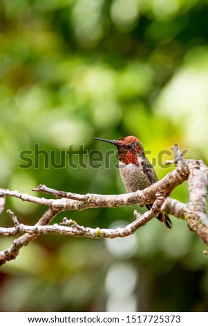 Anna's Hummingbird on a Tree Limb