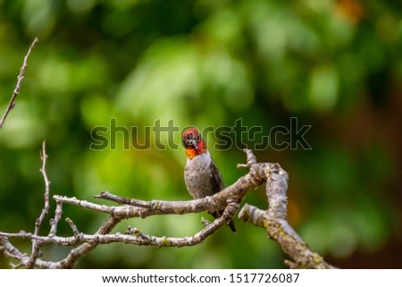 Anna's Hummingbird on a Tree Limb