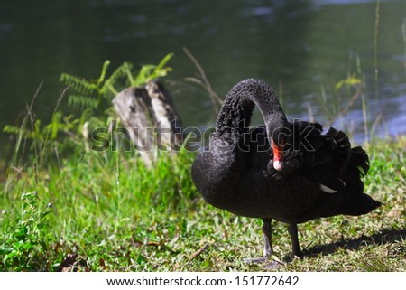 black swan on nature background 