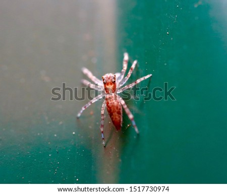 Macro pictures of a insect in a Sydney Suburban backyard 