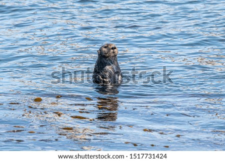 A Sea Otter in the Ocean