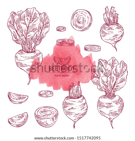 Collection of beet: full beetroot and piece of beet. Vector hand drawn illustration Royalty-Free Stock Photo #1517742095