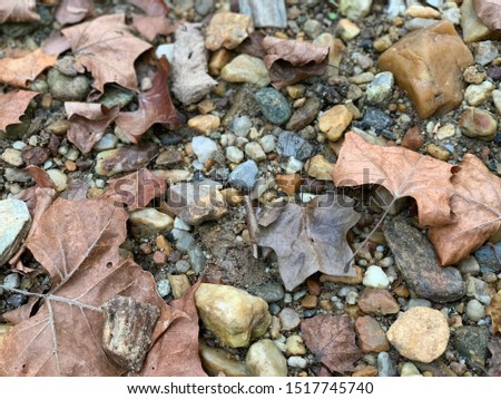 Background closeup photo of fallen leaves and rocks.