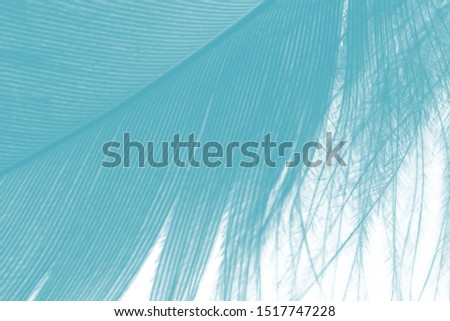 Beautiful macro feather color green turquoise isolated on white background