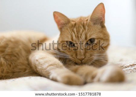 Red cat lying on a light blanket. Horizontally framed shot.