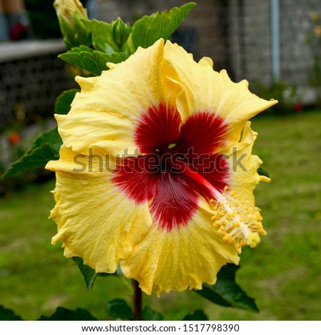 A yellow with dark red in the middle flowering Hibiscus, a genus of  plants in the mallow family, Malvaceae, Chinese hibiscus, China rose, Hawaiian hibiscus, macro photography