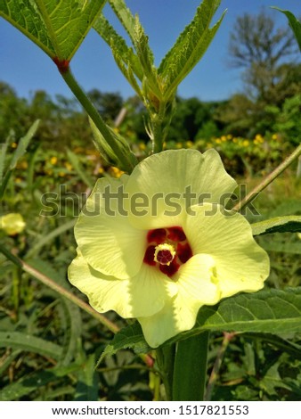 Yellow flower before growing ladyfinger