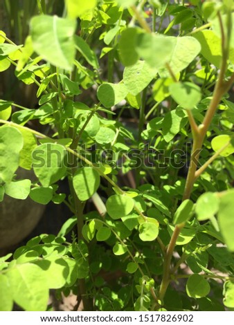 Starfruit tree plant on green ambience