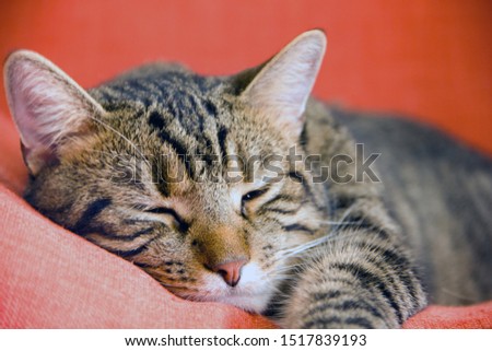 Relaxed cat resting on red armchair
Sleepy calm cat lying down on colorful cozy couch at home