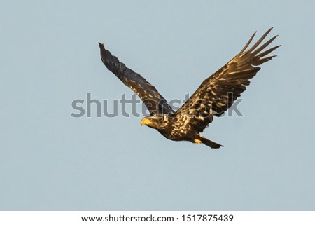 young bald eagle fly in the  sky
