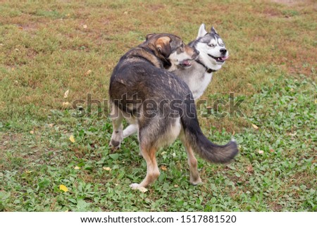 Cute siberian husky and multibred dog are playing in the autumn park.