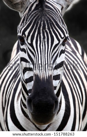 Zebra stallion,facing the camera. Dark background. Royalty-Free Stock Photo #151788263