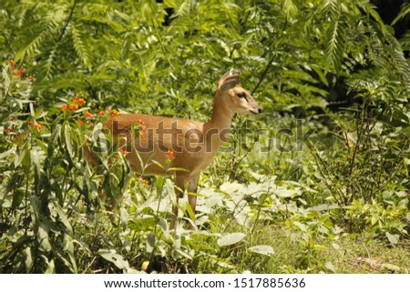 deer captured this picture at Mysore zoo south india, india