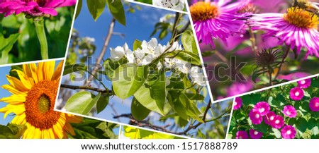 Collage of summer nature photos, natural floral background