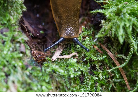 The picture shows a slug in close-up.