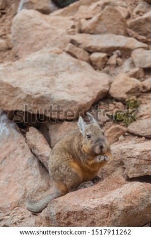 Rabbit animal in Bolivia. Viscacha breed. Cute, furry, brown bunny, with ears and long tail. Found in Salar de Uyuni, South America. Looks like a squirrel. Wildlife, holiday, vacation concepts.