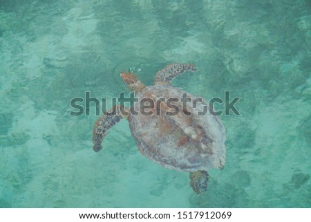 Sea Turtle in Maitre Island, New Caledonia