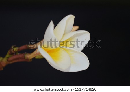 White plumeria (Frangipani flowers, Frangipani, Pagoda trees or temple trees) with a natural background, gardens, and black background
